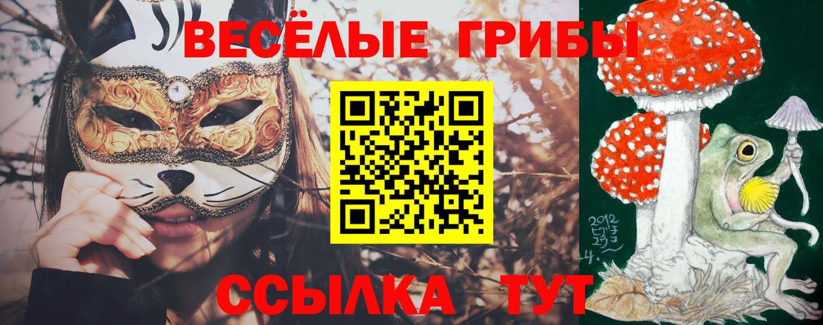 Галлюциногенные грибы Psilocybine cubensis Саяногорск